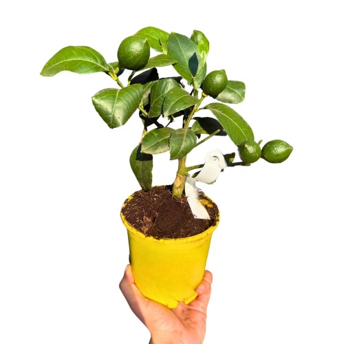 Cytryna Meyera, dużo owoców ~ wysokość 30 cm 