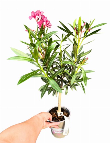 Oleander pospolity różowe kwiaty (Nerium oleander) ~ wysokość 50-55 cm 