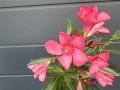IMG_5234.jpeg
