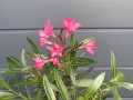 IMG_5236.jpeg