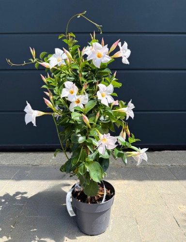 Mandewilla białe kwiaty (Dipladenia) ~ wys. 50-53 cm 