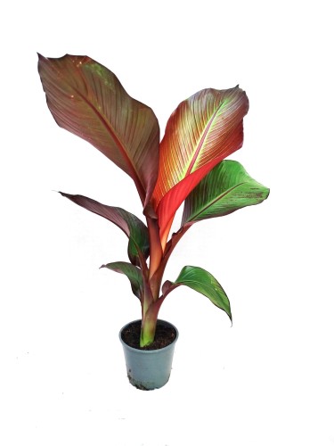 Bananowiec abisyński - Ensete vent. Maurelli ~ wysokość 55-60 cm