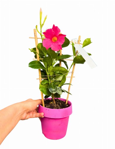 Mandewilla różowe kwiaty (Dipladenia) ~ wys. 40 cm