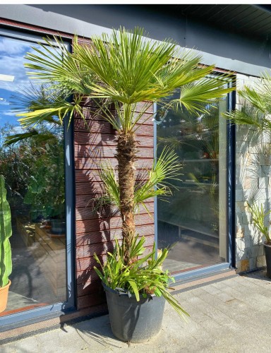 Karłatka niska (Chamaerops humilis) ~ wysokość 230 cm 