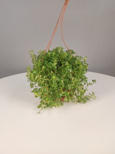 Pilea depressa 