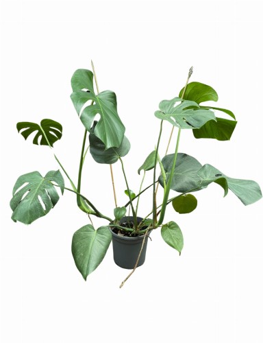Monstera Deliciosa - Monstera dziurawa ~ wysokość 90-100 cm 