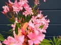 IMG_5777.jpg