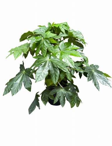 Fatsja japońska (Fatsja japonica) ~ wysokość 80-85 cm