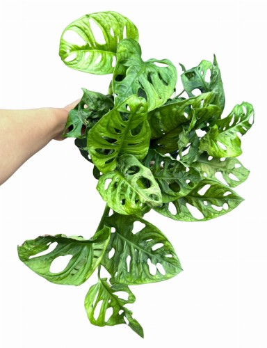 Monstera 'Monkey Mask' - Monstera adansonii ~ wysokość 30 cm