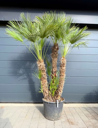 Karłatka niska (Chamaerops humilis) ~ wysokość  240 cm