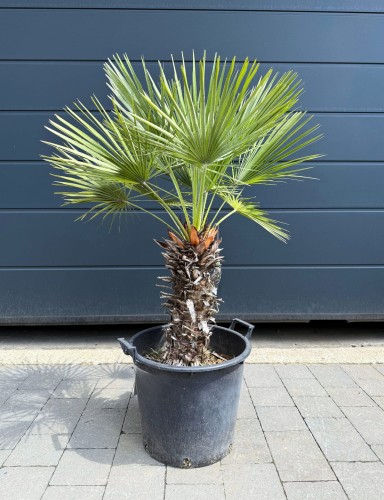 Karłatka niska (Chamaerops humilis) ~ wysokość 120 cm 