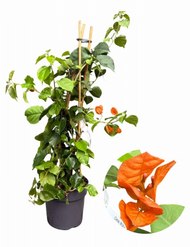 Bugenwilla pomarańczowa - Bougainvillea ~ 75 cm 