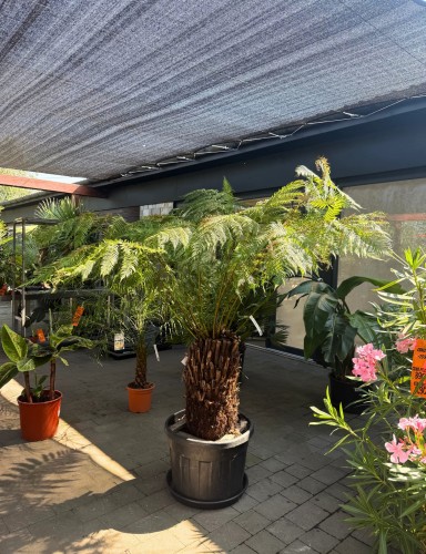 Paproć drzewiasta XXL (Dicksonia antarctica) ~ wys. 200 cm