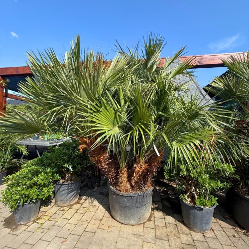 Karłatka niska wielopienna (Chamaerops humilis) ~ wysokość 250 cm