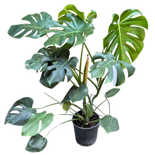 Monstera Deliciosa - Monstera dziurawa ~ wysokość 90 cm