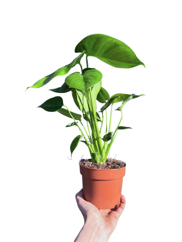 Monstera deliciosa  'Tauerii' - Monstera dziurawa ~ wysokość 30 cm