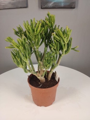 Grubosz Crassula Ovata Hobbit “Uszy Shreka” 