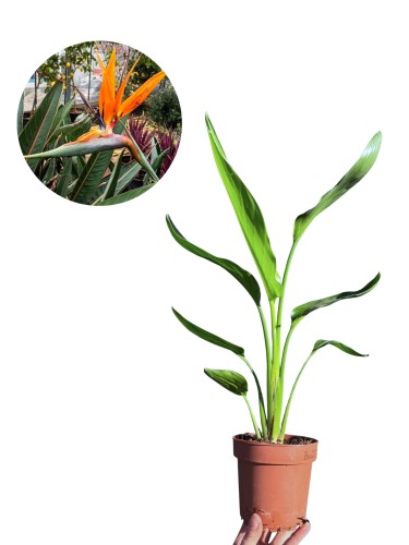 Strelicja królewska (reginae) - 'Rajski ptak' ~ wysokość 40-45 cm