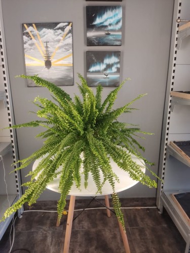 Nefrolepis wyniosły 'Green Lady' - Nephrolepis exaltata ~ wys. 50 cm