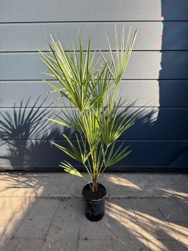 Karłatka niska (Chamaerops humilis) ~ wysokość 100 cm 