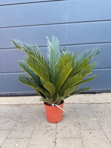 Sagowiec odwinięty - Cykas ~ wysokość 60 cm