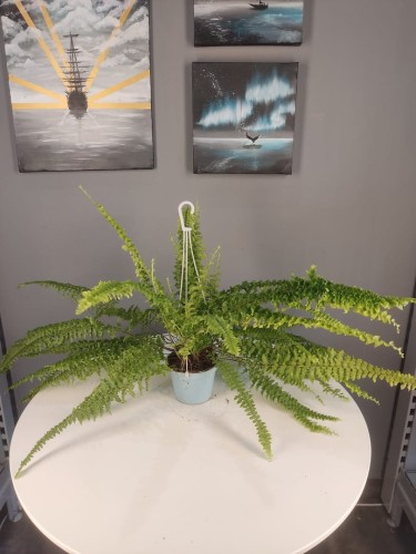 Nefrolepis wyniosły - Nephrolepis exaltata 'Green Lady' ~ wys. 45 cm