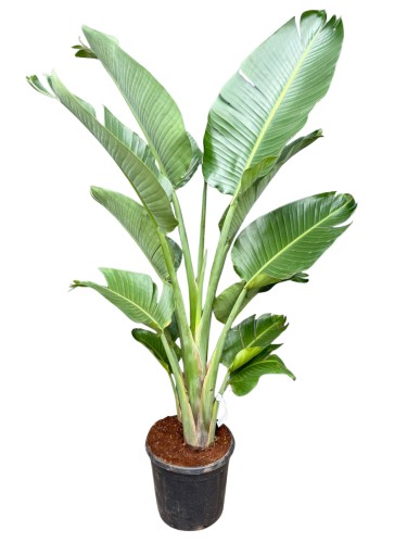 Strelicja biała - Strelitzia nicolai ~ wysokość 160 cm