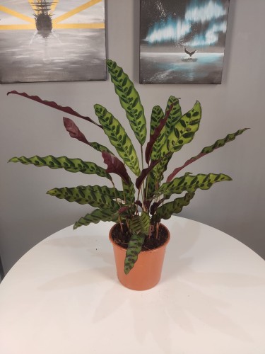 Calathea lancifolia (Kalatea lancetolistna) ~ wys. 65 cm
