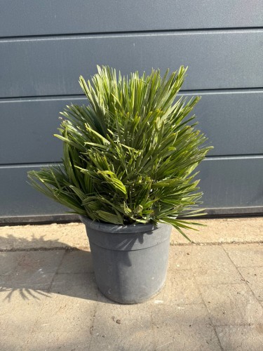 WhatsApp Image 2026-03-25 at 13.43.37.jpeg