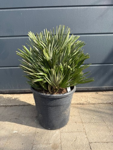 Karłatka 'Vulcano' - Chamaerops humilis ~ wysokość 65 cm