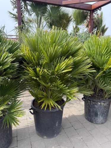 Karłatka 'Vulcano' - Chamaerops humilis ~ wysokość 135-140 cm
