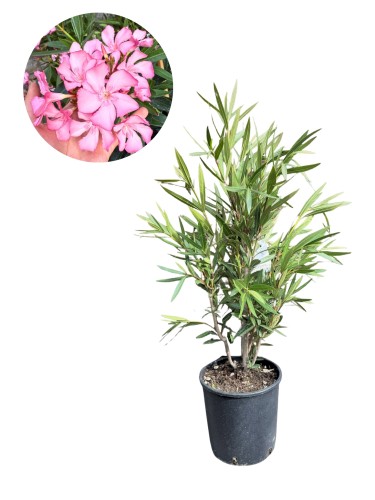 Oleander pospolity różowe kwiaty (Nerium oleander) ~ wysokość  90-100 cm 