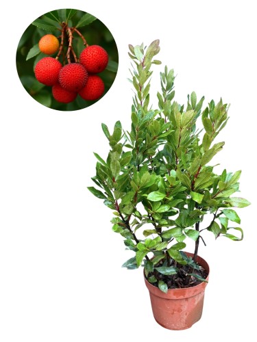 Tekst akapitu (21).jpg