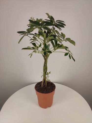 Szeflera drzewkowata (Schefflera arboricola)