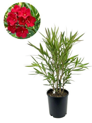 Oleander pospolity czerwone kwiaty (Nerium oleander) ~ wysokość 70 cm