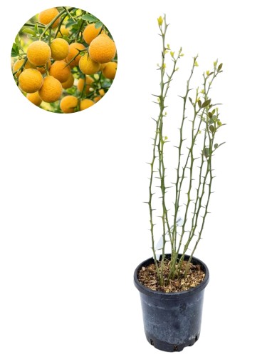Pomarańcza trójlistkowa Mrozoodporna - Poncirus trifoliata ~ wys. 65 cm