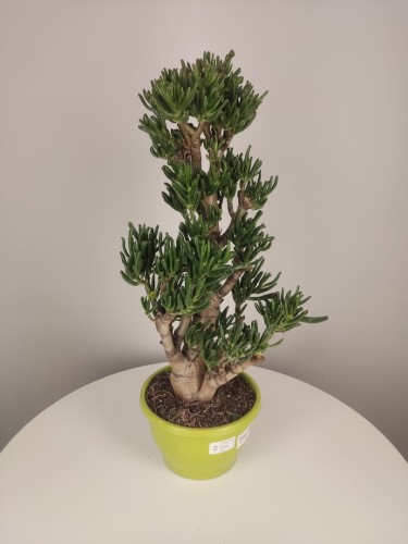 Grubosz Crassula Hobbit