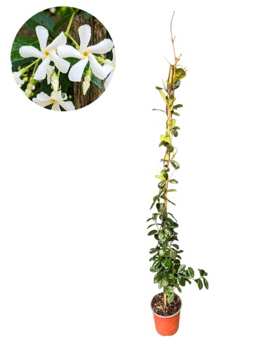 Jaśmin gwiazdkowy - Trachelospermum jasminoides ~ wys. 150 cm
