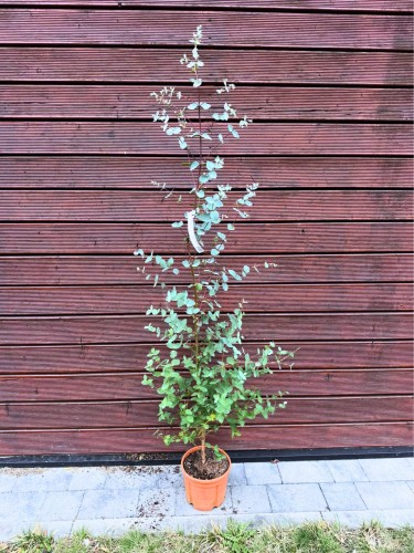 Tekst akapitu – kopia (42).jpg