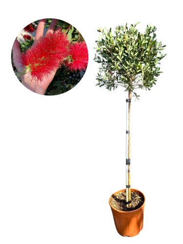 Tekst akapitu (32).jpg