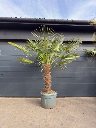 Szorstkowiec Fortunego - Trachycarpus Fortunei ~ wysokość 220-250 cm (mrozoodporna palma)