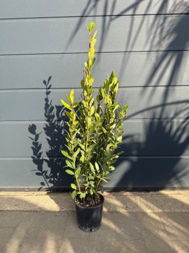 Liść laurowy - Laurus nobilis ~ wysokość 120 cm