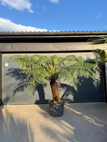 Paproć drzewiasta XXL (Dicksonia antarctica) ~ wys. 220-240 cm 