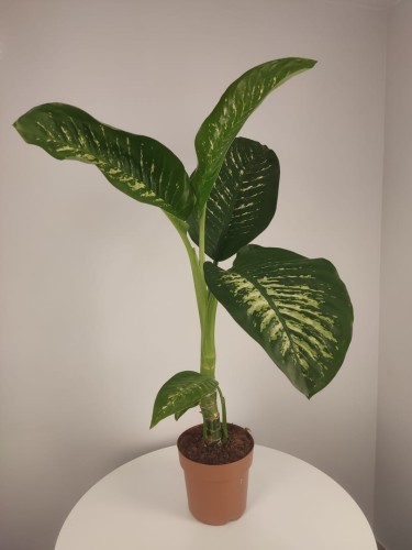 Dieffenbachia 'Tropic Snow'