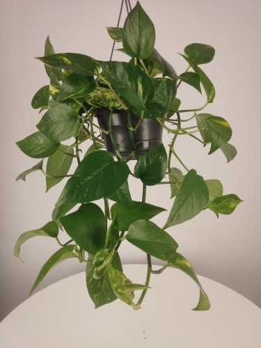 Epipremnum Pinnatum Hanging