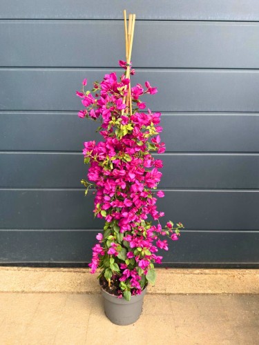 Bugenwilla różowa 'Sanderiana' XXL - Gęsta Dużo Kwiatów ~ 150-155 cm 