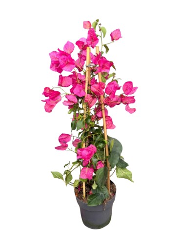 Bugenwilla różowa - Bougainvillea ~ 70 cm
