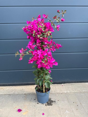 Bugenwilla różowa 'Sanderiana' XL - Gęsta Dużo Kwiatów ~ 110- 120 cm
