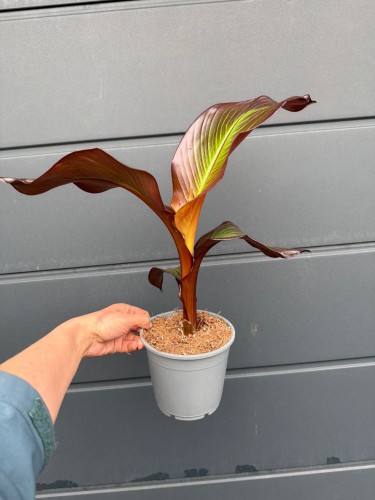 Bananowiec abisyński - Ensete vent. Maurelli ~ wysokość 50 cm