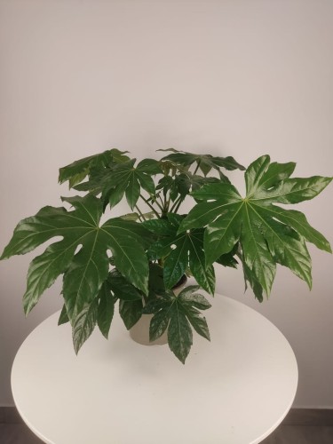 Fatsia japonica (fatsja)